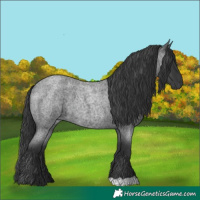 Horse Color:Blue Roan 
