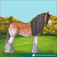 Horse Color:White Spotted Bay Splash and White Spotted Bay Splash Rabicano