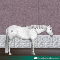 Horse Color:Black Sabino Rabicano