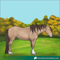 Horse Color:Amber Champagne Tobiano 