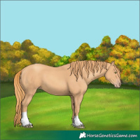 Horse Color:Gold Champagne Tobiano 