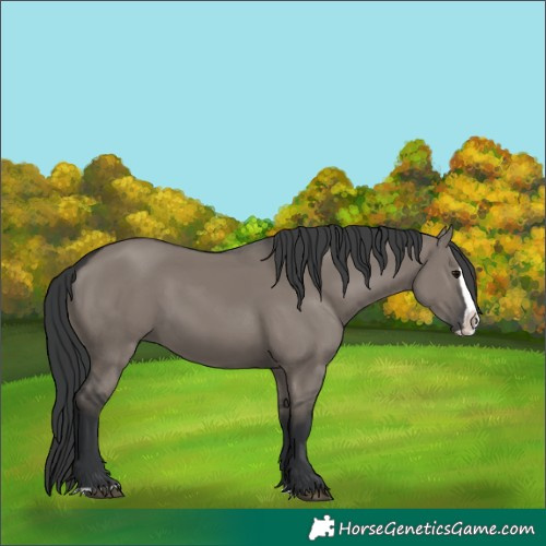 Horse Color:Grullo Splash 