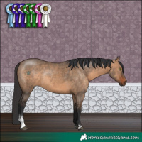 Horse Color:Brown Dun Sabino Rabicano 