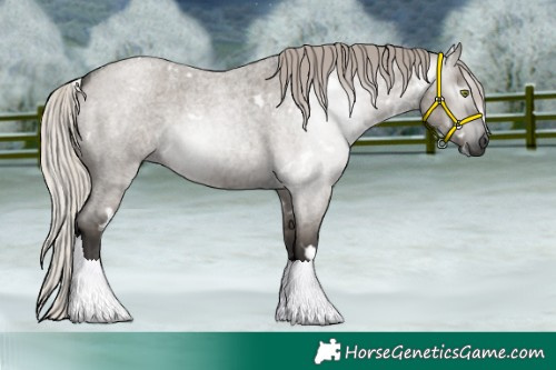 Horse Color:Gray White Spotted Silver Grullo Roan Rabicano 
