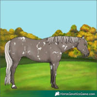 Horse Color:White Spotted Silver Grullo Rabicano 