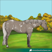Horse Color:White Spotted Silver Grullo Rabicano