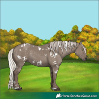 Horse Color:White Spotted Silver Grullo Rabicano