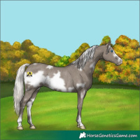 Horse Color:White Spotted Silver Grullo Frame Rabicano 