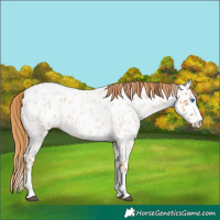 Horse Color:Red Roan Splash Near Leopard 