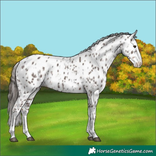 Horse Color:Liver Chestnut Sabino Splash Appaloosa  and Liver Chestnut Sabino Splash Appaloosa 