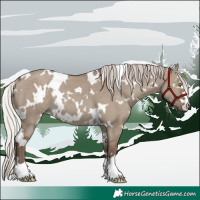 Horse Color:White Spotted Silver Grullo Rabicano