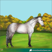 Horse Color:Gray Bay 
