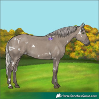 Horse Color:White Spotted Silver Grullo Rabicano 