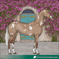 Horse Color:White Spotted Silver Grullo Rabicano 