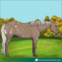 Horse Color:White Spotted Silver Grullo Rabicano