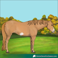 Horse Color:Chestnut Frame