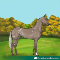 Horse Color:White Spotted Silver Grullo Rabicano 