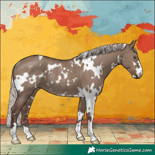 Horse Color:White Spotted Silver Grullo Rabicano