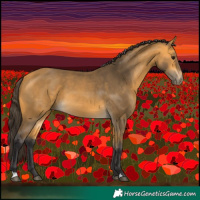 Horse Color:Buckskin 