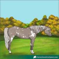 Horse Color:White Spotted Silver Grullo Rabicano 