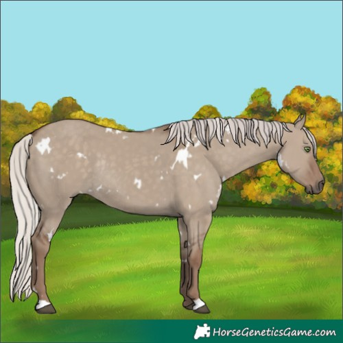 Horse Color:White Spotted Silver Grullo Rabicano 