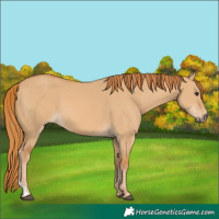 Horse Color:Red Dun 