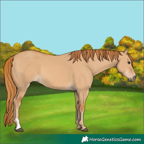 Horse Color:Red Dun