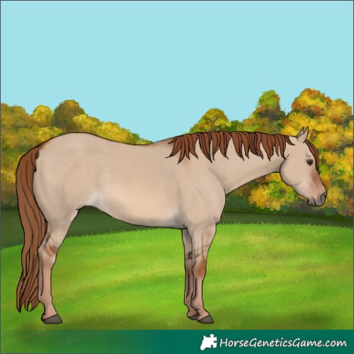 Horse Color:Red Dun