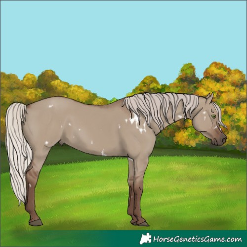 Horse Color:White Spotted Silver Grullo Rabicano 
