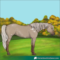 Horse Color:White Spotted Silver Grullo Rabicano 