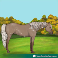 Horse Color:White Spotted Silver Grullo Rabicano 