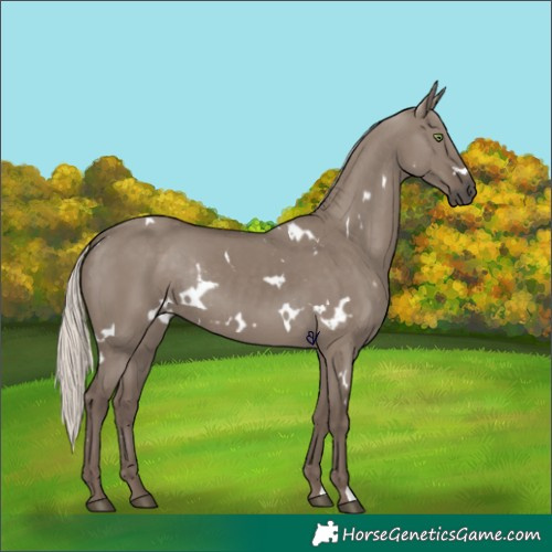 Horse Color:White Spotted Silver Grullo Rabicano 
