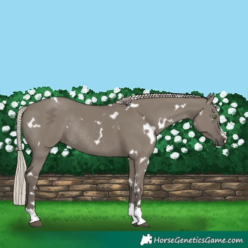 Horse Color:White Spotted Silver Grullo Rabicano
