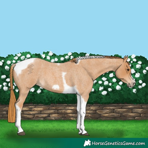 Horse Color:Red Roan Tobiano Frame 