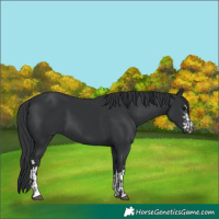 Horse Color:Black  and Black 
