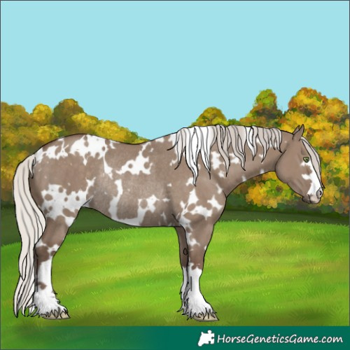 Horse Color:White Spotted Silver Grullo Rabicano 