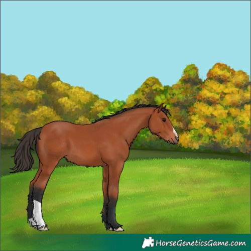 Horse Color:Bay 
