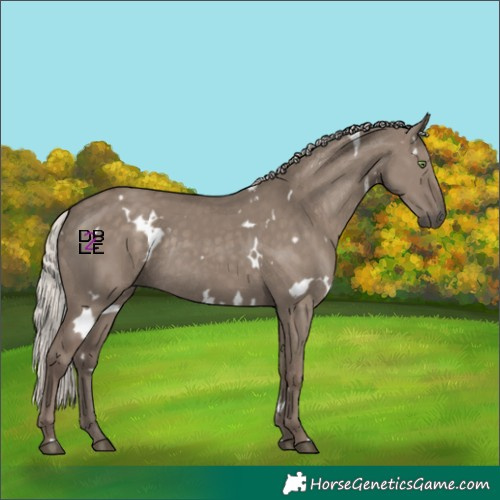 Horse Color:White Spotted Silver Grullo Rabicano