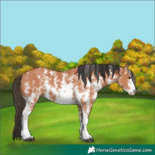 Horse Color:Bay Sabino 