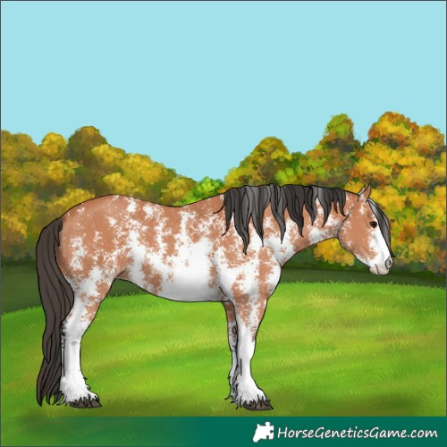 Horse Color:Bay Sabino 