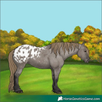 Horse Color:Smoky Grullo Appaloosa 