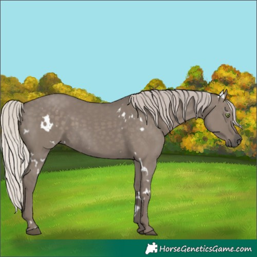 Horse Color:White Spotted Silver Grullo Rabicano