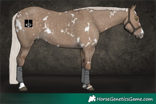 Horse Color:White Spotted Silver Grullo Rabicano 