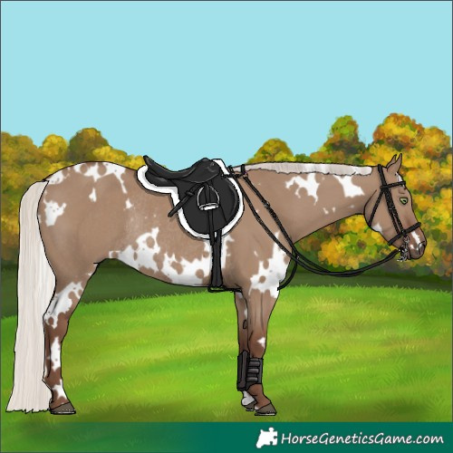Horse Color:White Spotted Silver Grullo Rabicano 