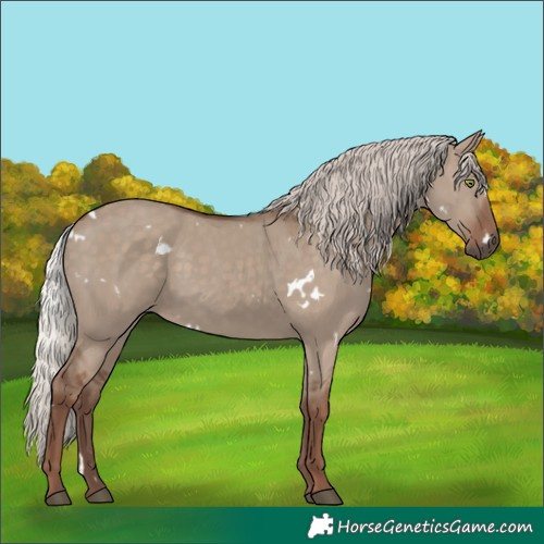 Horse Color:White Spotted Silver Grullo Rabicano 