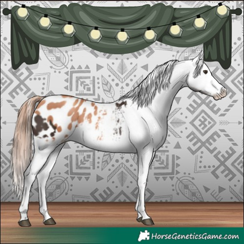 Horse Color:Liver Chestnut Sabino Splash Appaloosa and Gold Champagne Sabino Splash Appaloosa