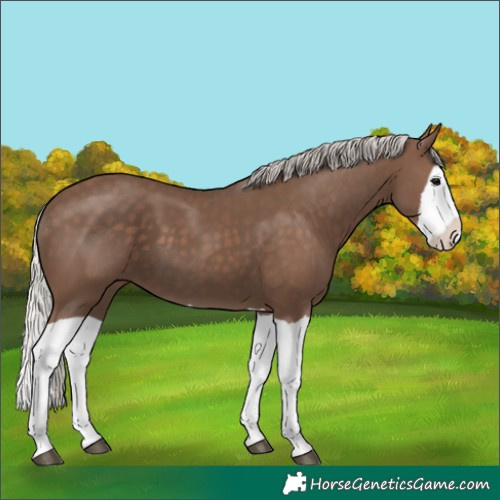 Horse Color:Silver Black Splash