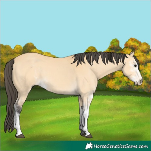 Horse Color:Buckskin Sabino 
