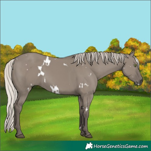 Horse Color:White Spotted Silver Grullo Rabicano 