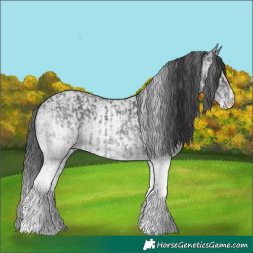 Horse Color:White Spotted Blue Roan Rabicano  and White Spotted Blue Roan Rabicano 